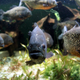 Illustration for article titled Last Call: Getting eaten by piranhas is the worst way to go